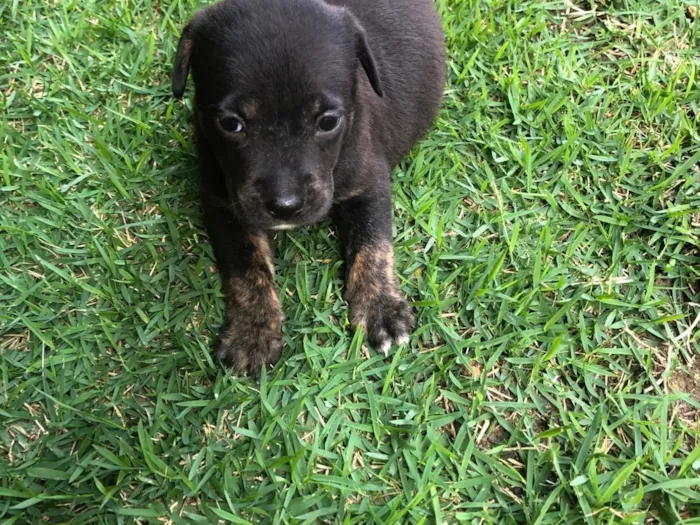 Cachorro ra a SRD-ViraLata idade Abaixo de 2 meses nome Tulipa