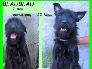 Cachorro raça SRD-ViraLata idade 1 ano nome Blaubau 