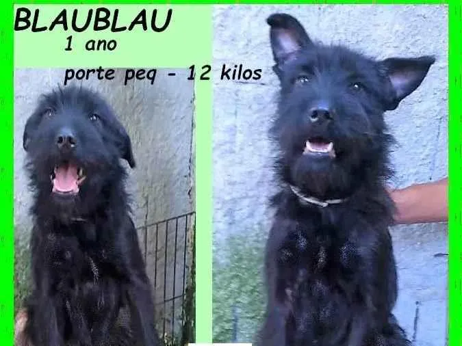 Cachorro ra a SRD-ViraLata idade 1 ano nome Blaubau 