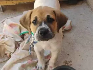 Cachorro raça SRD-ViraLata idade 2 a 6 meses nome Bug