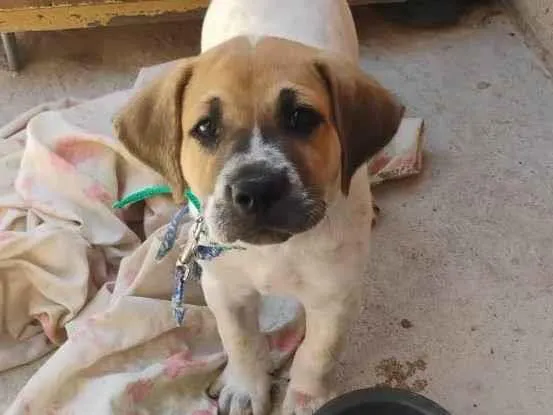 Cachorro ra a SRD-ViraLata idade 2 a 6 meses nome Bug