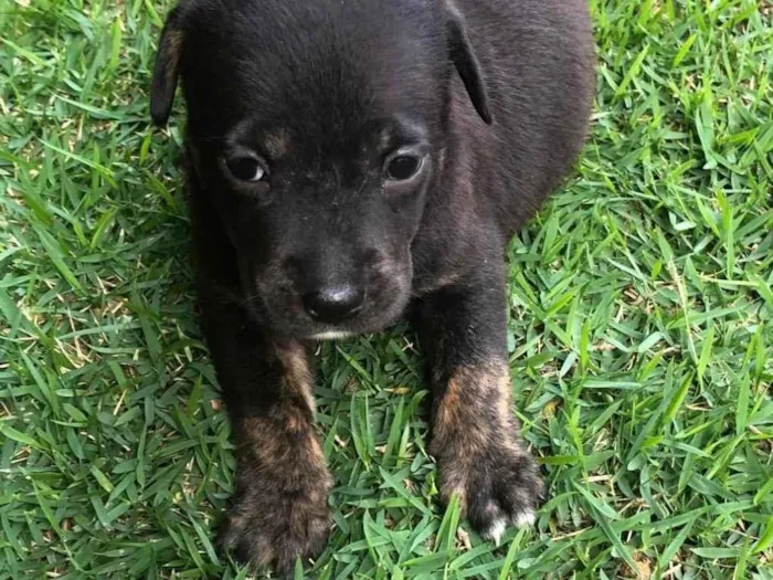 Cachorro ra a SRD-ViraLata idade Abaixo de 2 meses nome Tulipa