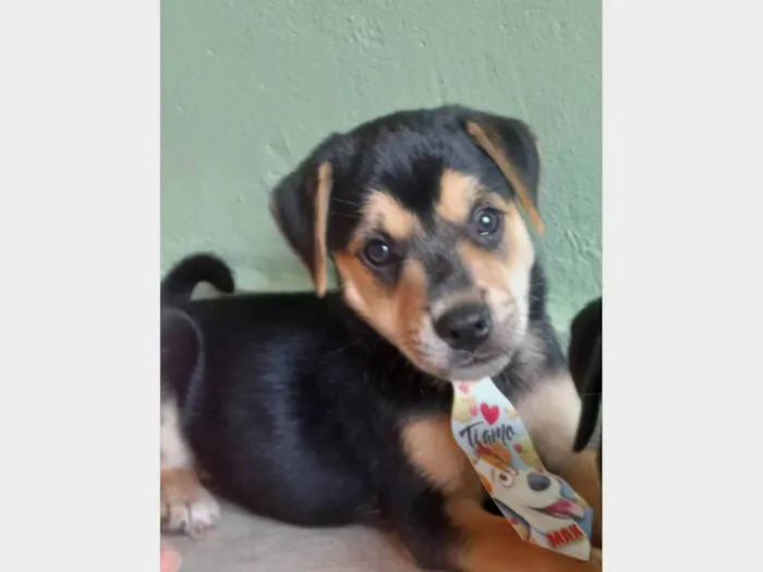 Cachorro ra a SRD-ViraLata idade 2 a 6 meses nome Não tem