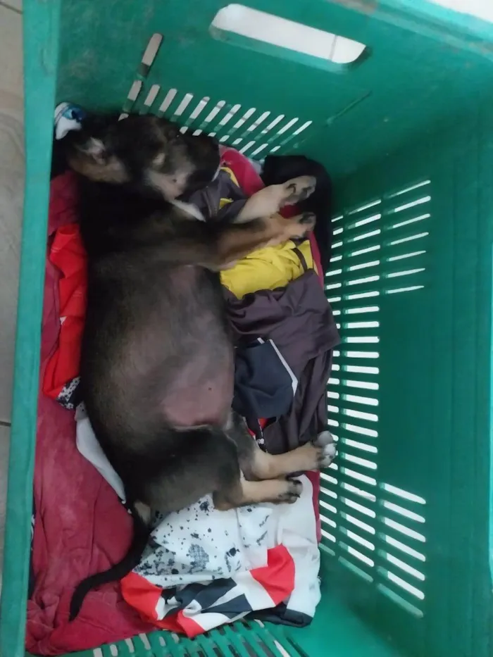 Cachorro ra a SRD-ViraLata idade 7 a 11 meses nome Amora