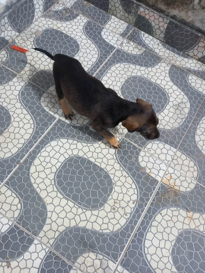 Cachorro ra a SRD-ViraLata idade 7 a 11 meses nome Amora