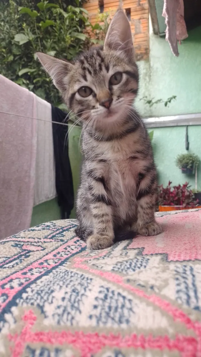 Gato ra a SRD-ViraLata idade 2 a 6 meses nome Gatinho