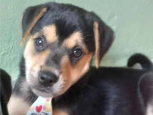 Cachorro raça SRD-ViraLata idade 2 a 6 meses nome Não tem