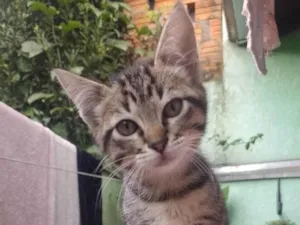 Gato raça SRD-ViraLata idade 2 a 6 meses nome Gatinho