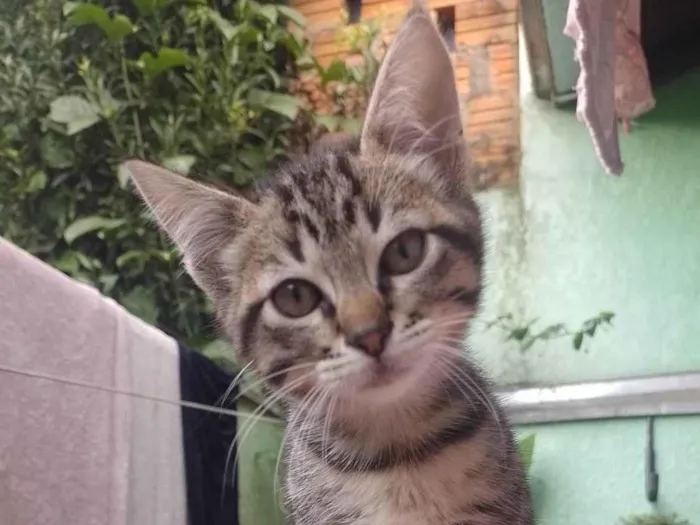 Gato ra a SRD-ViraLata idade 2 a 6 meses nome Gatinho