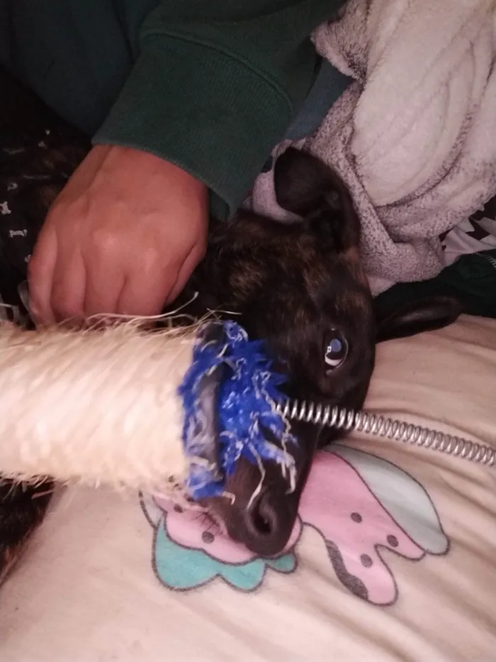 Cachorro ra a SRD-ViraLata idade 2 a 6 meses nome Apollo