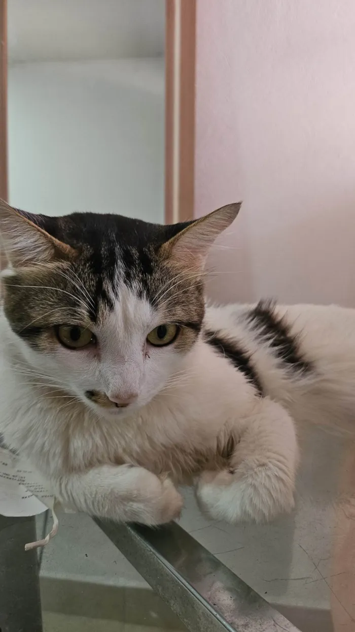 Gato ra a Angorá idade 5 anos nome Haru