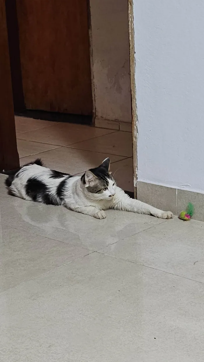 Gato ra a Angorá idade 5 anos nome Haru