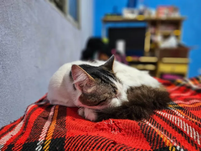 Gato ra a Angorá idade 5 anos nome Haru