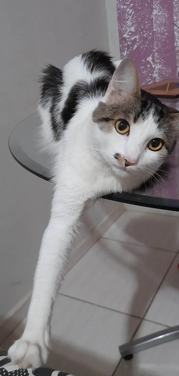 Gato ra a Angorá idade 5 anos nome Haru