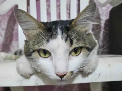 Gato raça Angorá idade 5 anos nome Haru