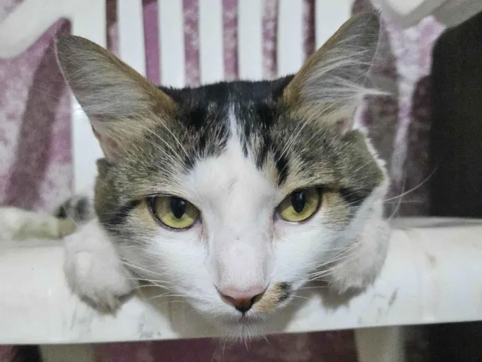 Gato ra a Angorá idade 5 anos nome Haru