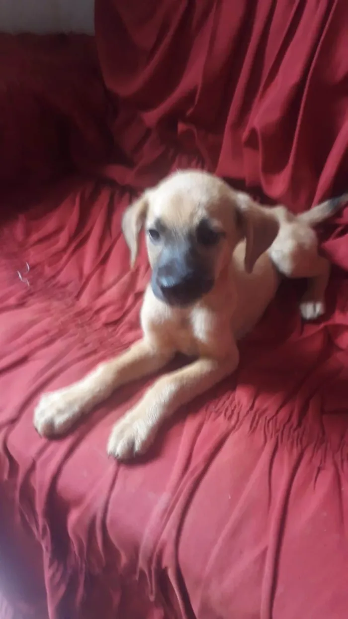 Cachorro ra a SRD-ViraLata idade 2 a 6 meses nome Sem nome