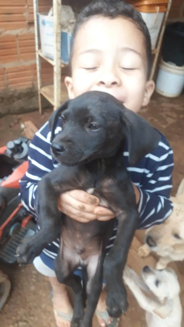 Cachorro ra a SRD-ViraLata idade 2 a 6 meses nome Sem nome