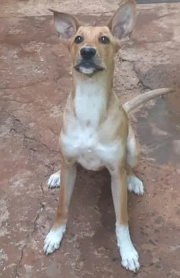 Cachorro ra a SRD-ViraLata idade 7 a 11 meses nome Cacau