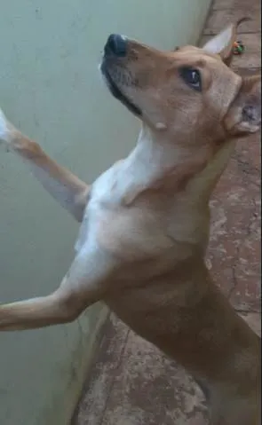 Cachorro ra a SRD-ViraLata idade 7 a 11 meses nome Cacau