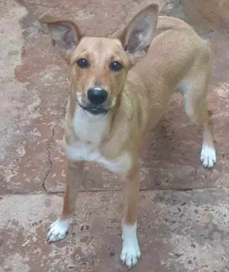 Cachorro ra a SRD-ViraLata idade 7 a 11 meses nome Cacau