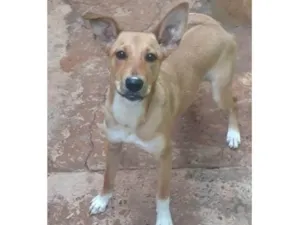 Cachorro raça SRD-ViraLata idade 7 a 11 meses nome Cacau