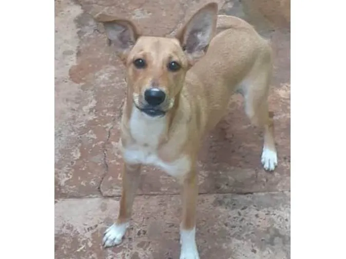 Cachorro ra a SRD-ViraLata idade 7 a 11 meses nome Cacau