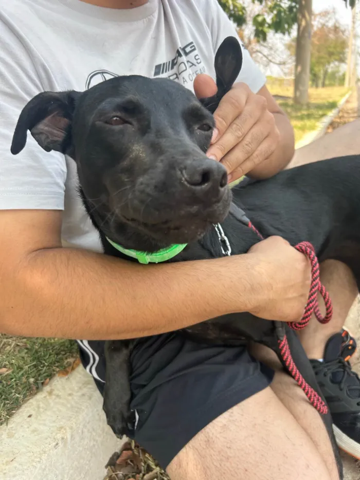 Cachorro ra a SRD-ViraLata idade 2 a 6 meses nome Amora 