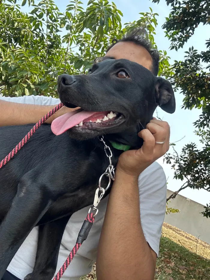 Cachorro ra a SRD-ViraLata idade 2 a 6 meses nome Amora 