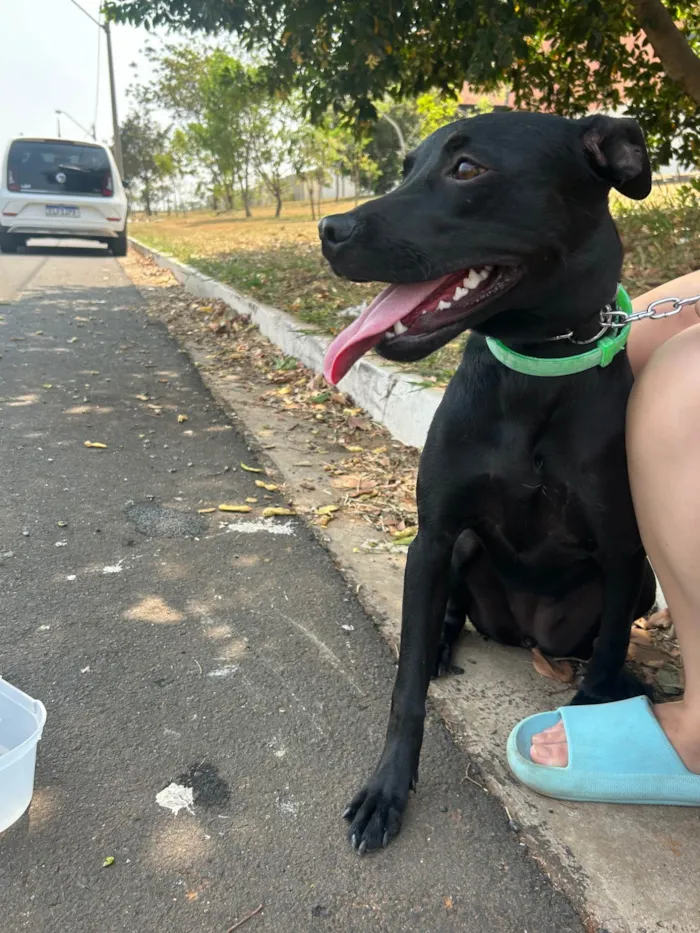 Cachorro ra a SRD-ViraLata idade 2 a 6 meses nome Amora 