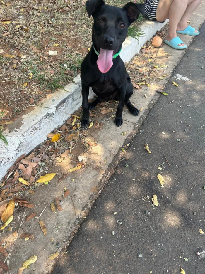 Cachorro ra a SRD-ViraLata idade 2 a 6 meses nome Amora 