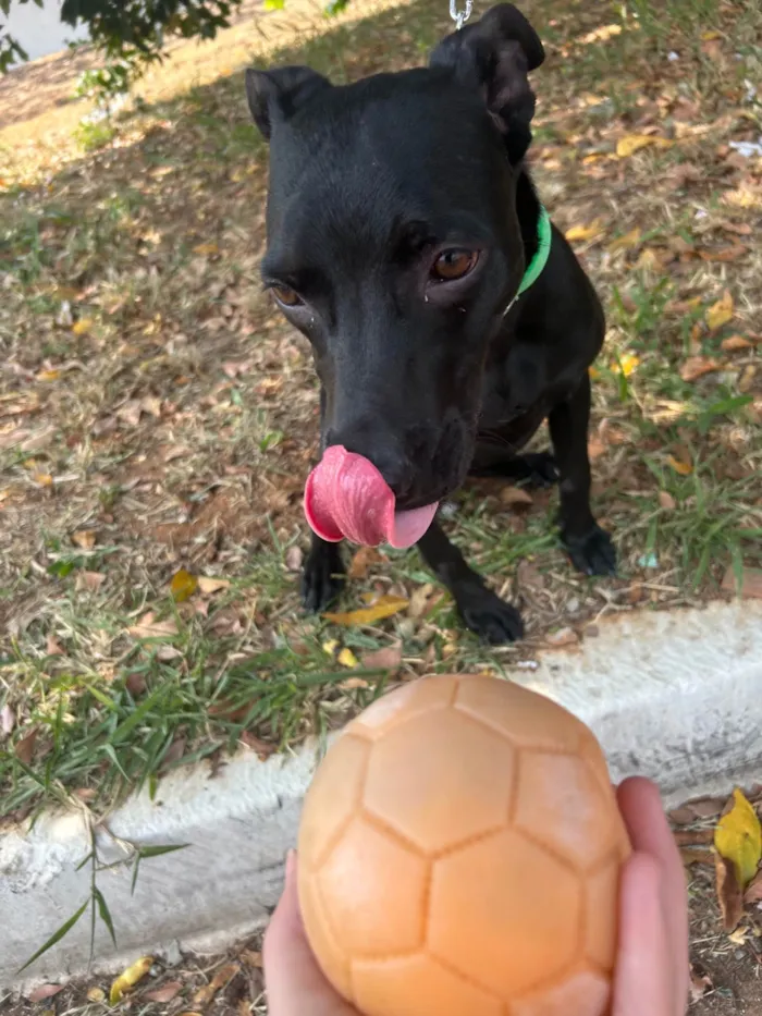 Cachorro ra a SRD-ViraLata idade 2 a 6 meses nome Amora 