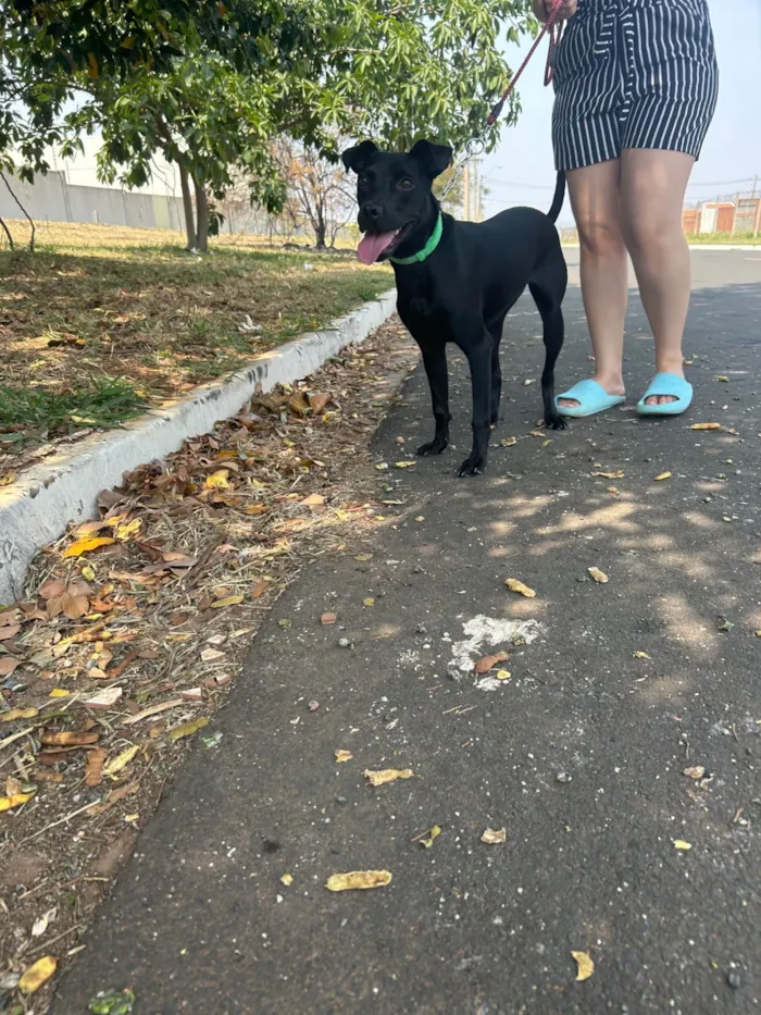 Cachorro ra a SRD-ViraLata idade 2 a 6 meses nome Amora 