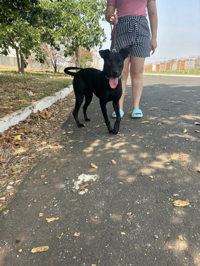 Cachorro ra a SRD-ViraLata idade 2 a 6 meses nome Amora 