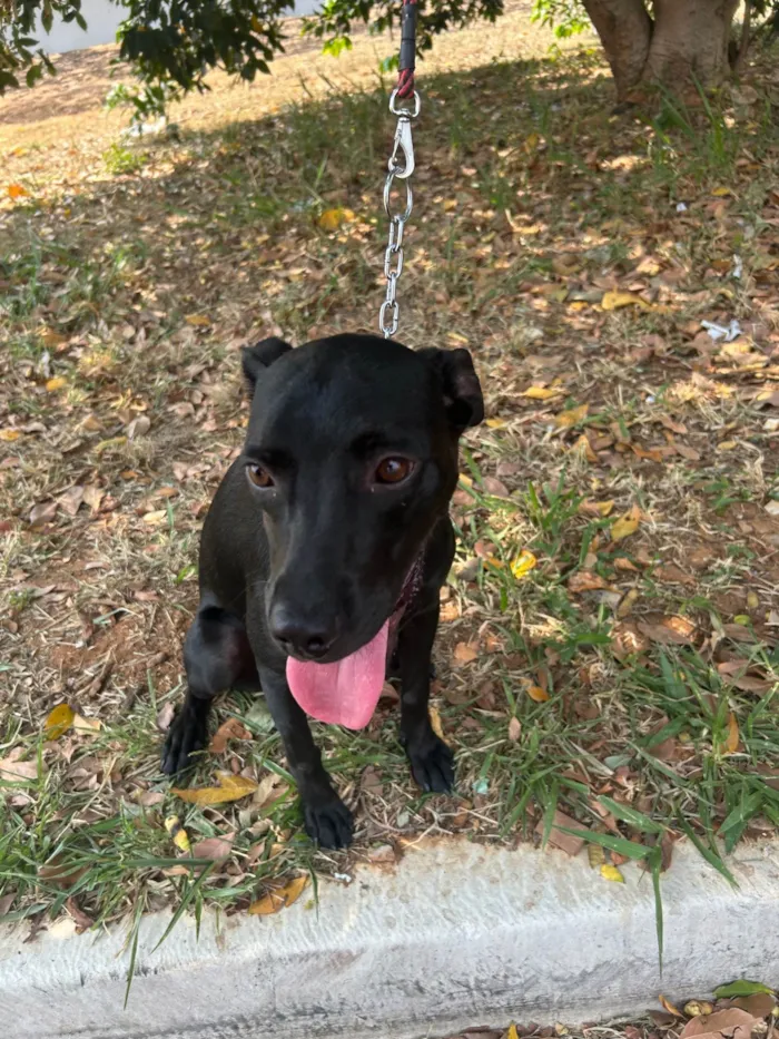 Cachorro ra a SRD-ViraLata idade 2 a 6 meses nome Amora 