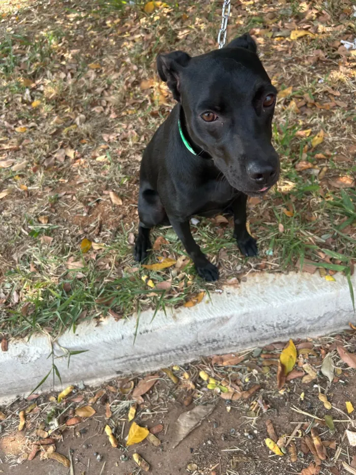 Cachorro ra a SRD-ViraLata idade 2 a 6 meses nome Amora 