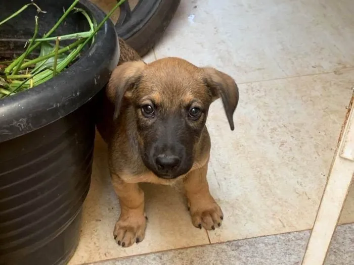 Cachorro ra a SRD-ViraLata idade 2 a 6 meses nome Paçoca