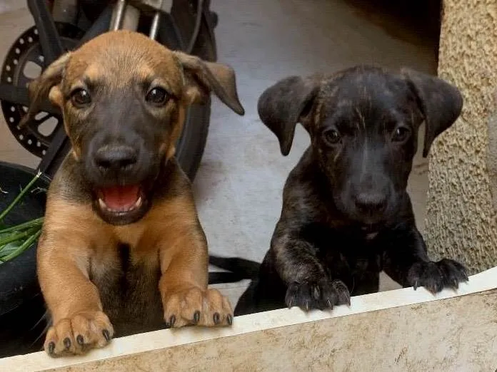 Cachorro ra a SRD-ViraLata idade 2 a 6 meses nome Paçoca