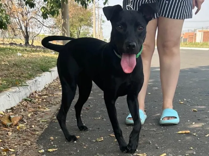 Cachorro ra a SRD-ViraLata idade 2 a 6 meses nome Amora 