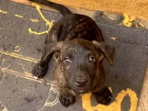 Cachorro raça SRD-ViraLata idade 2 a 6 meses nome Black