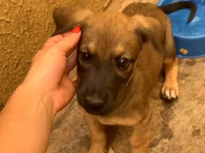 Cachorro ra a SRD-ViraLata idade 2 a 6 meses nome Paçoca