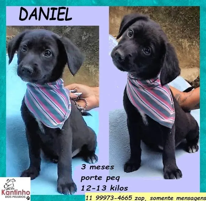 Cachorro ra a SRD-ViraLata idade 2 a 6 meses nome Daniel