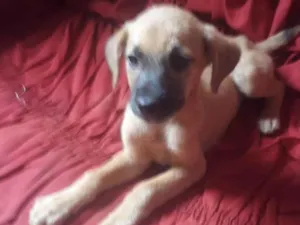 Cachorro raça SRD-ViraLata idade 2 a 6 meses nome Sem nome