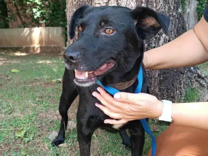 Cachorro ra a SRD-ViraLata idade 3 anos nome Ipanema 