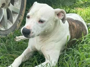 Cachorro raça Pit-Bull idade 2 anos nome Theo 