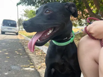 Cachorro raça SRD-ViraLata idade 2 a 6 meses nome Amora 