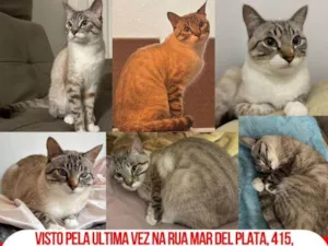 Gato raça SRD-ViraLata idade 1 ano nome Chico