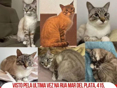 Gato raça SRD-ViraLata idade 1 ano nome Chico