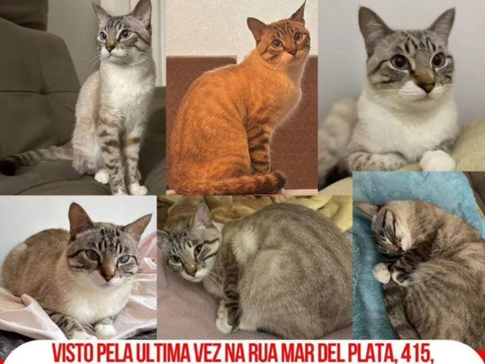 Gato ra a SRD-ViraLata idade 1 ano nome Chico