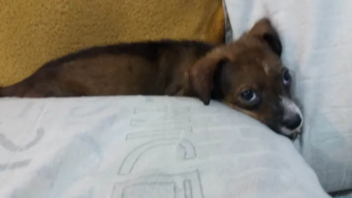 Cachorro ra a SRD-ViraLata idade 7 a 11 meses nome Vitório 